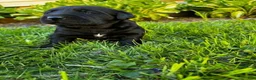 Labrador Retriever dogs for sale: Phillipe - Ad 16