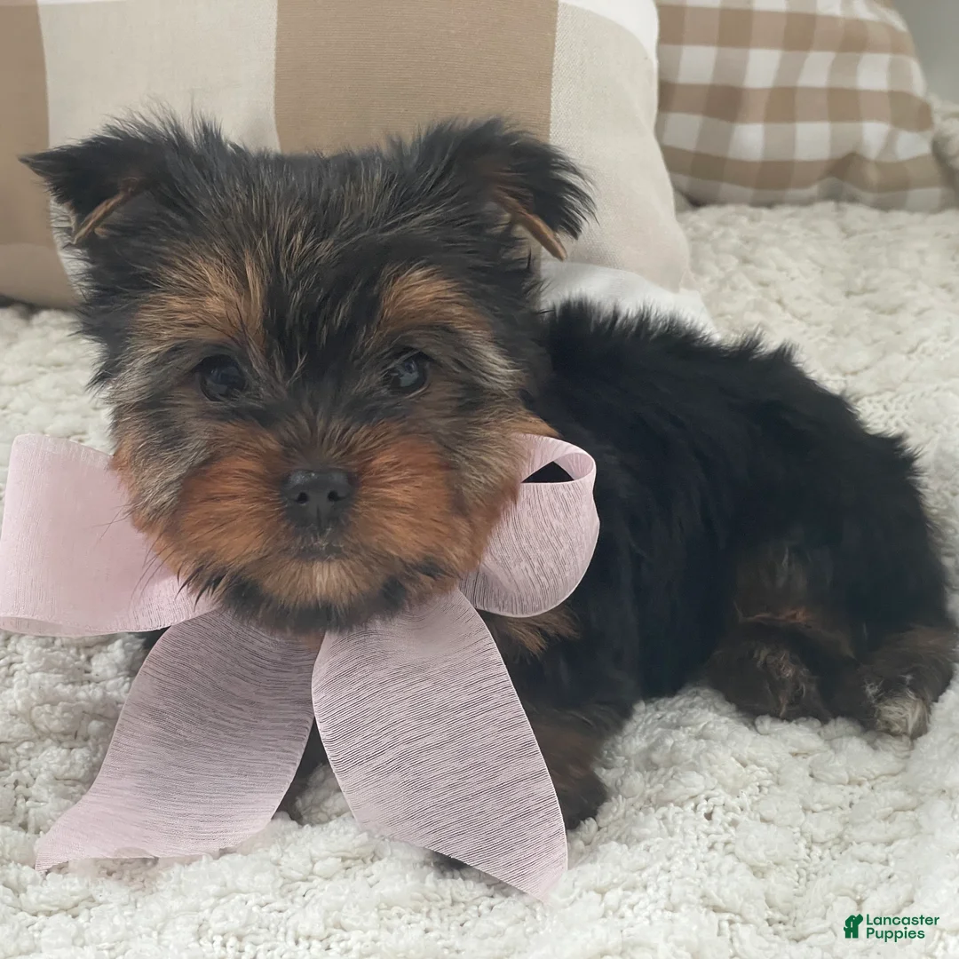 Yorkshire Terrier dogs for sale: Freya - Ad 4