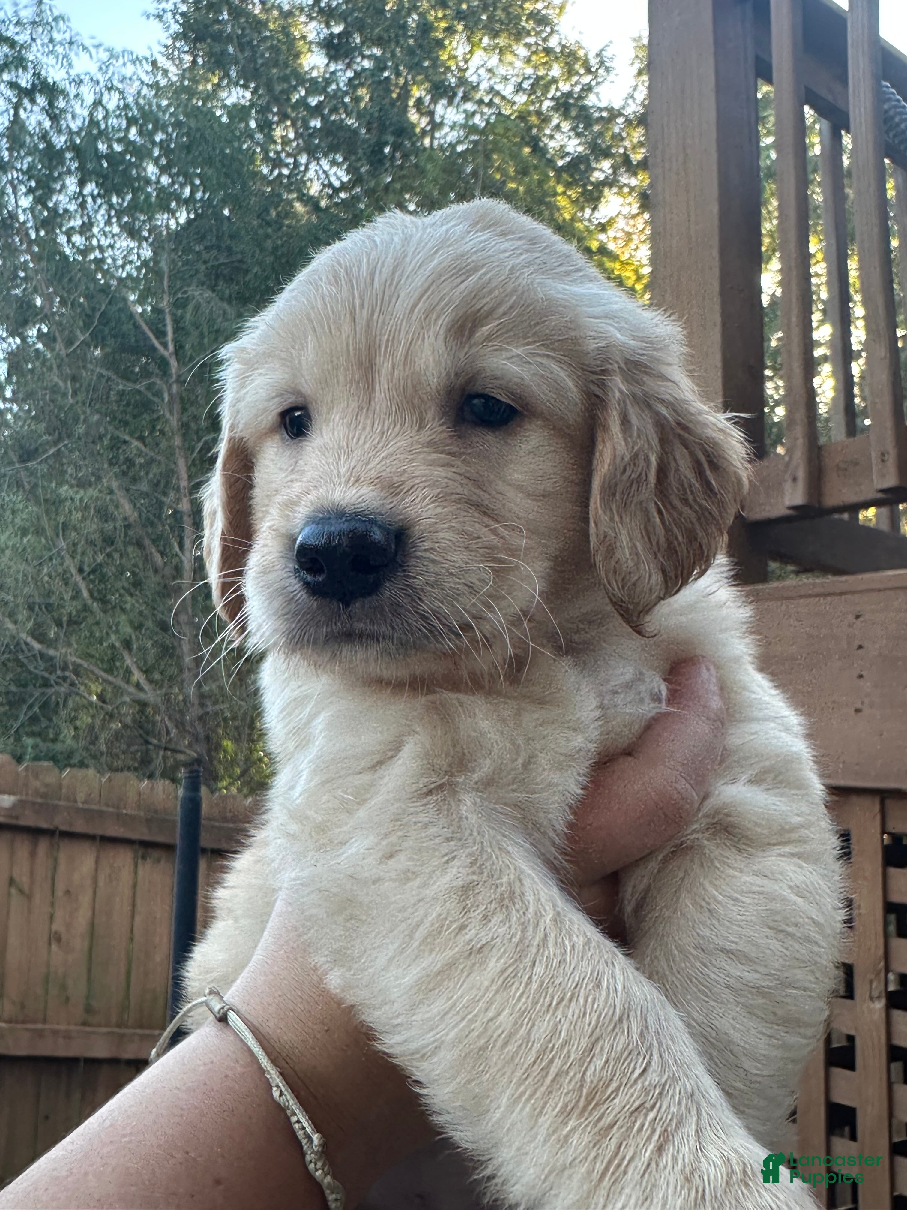 Golden Retriever dogs for sale: Red collar - Ad 1