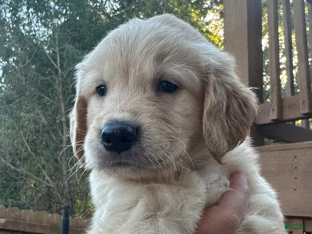 Golden Retriever dogs for sale: Red collar - Ad 1