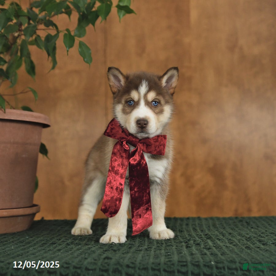 Siberian Husky dogs Ariel - Ad 7