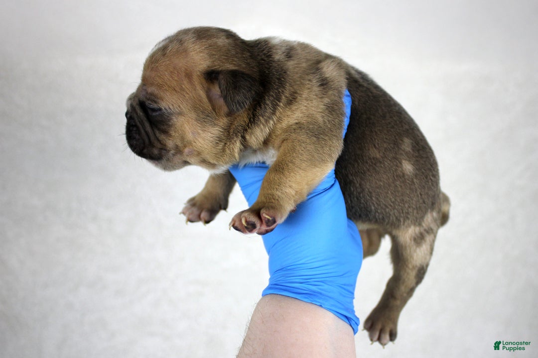 American Bully dogs for sale: Fawn Merle Male - Ad 2