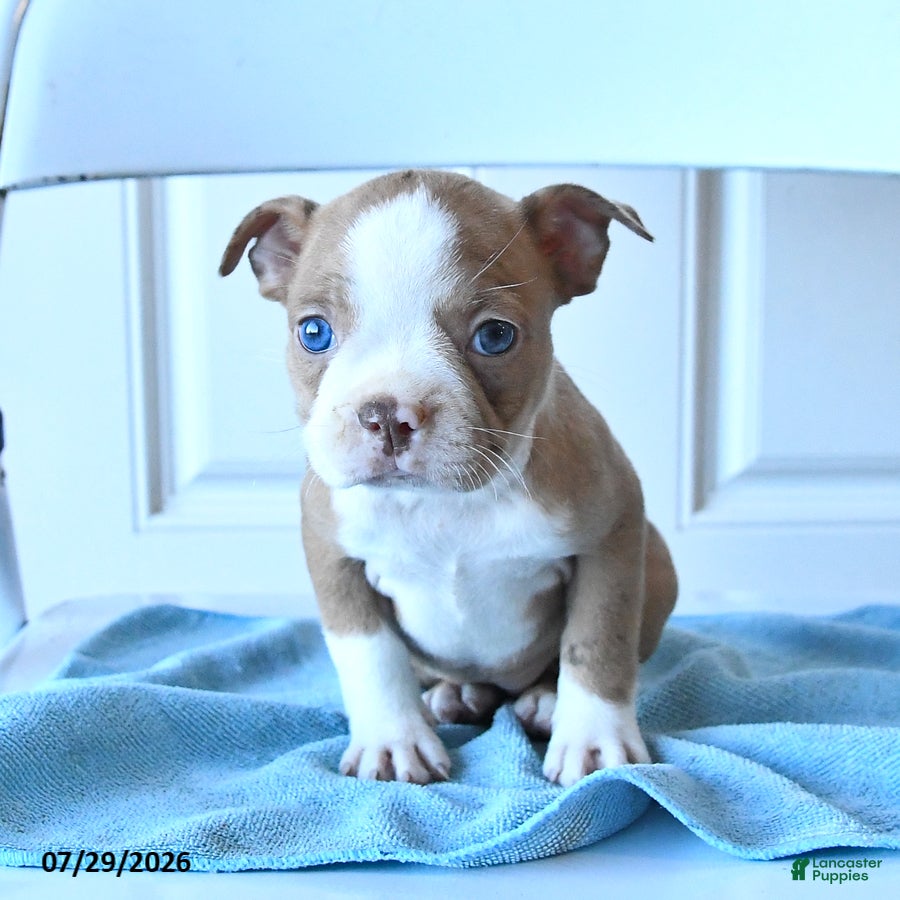 Boston Terrier dogs Bella   - Ad 2