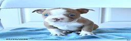 Boston Terrier dogs for sale: Bella   - Ad 2
