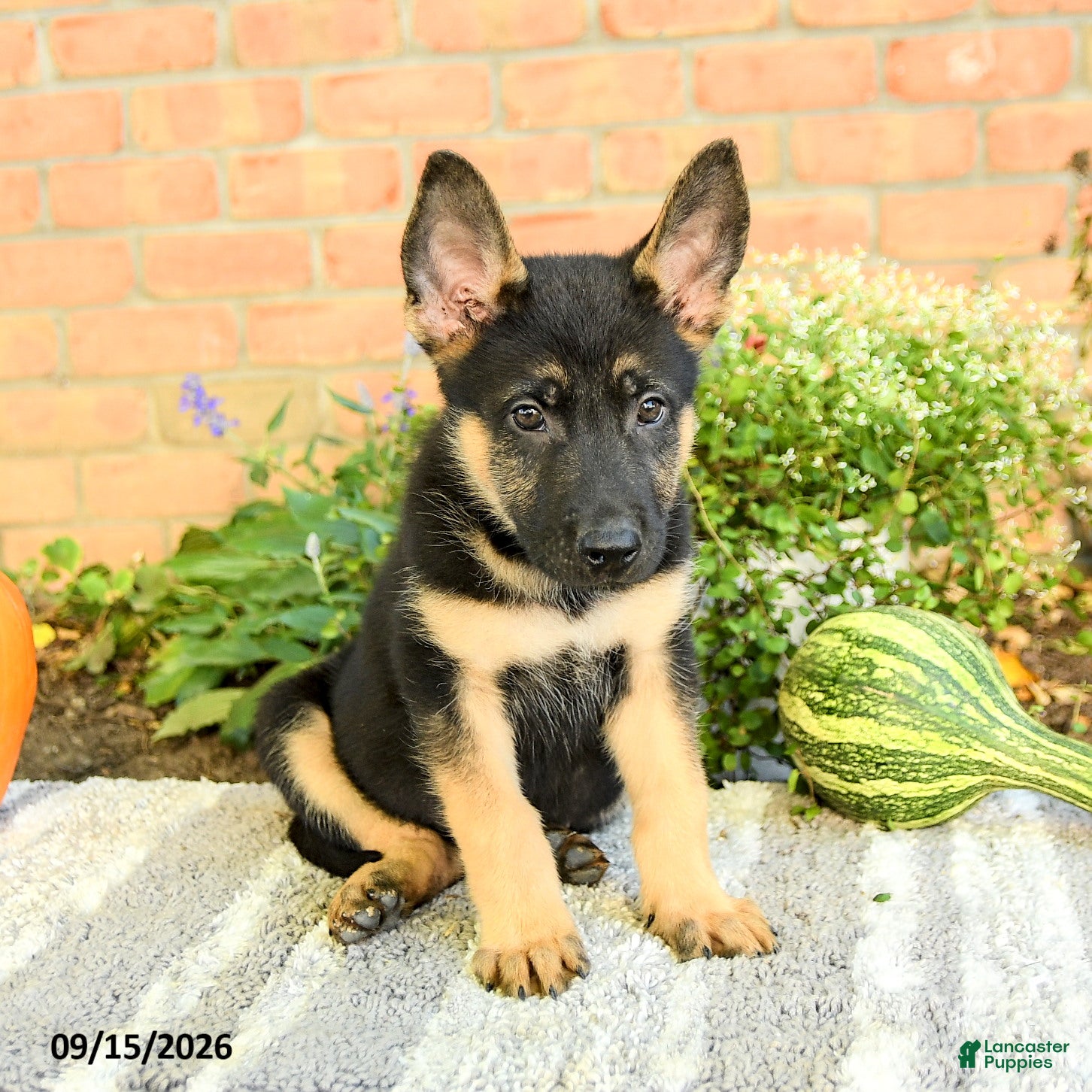 Gerberian Shepsky dogs Tyler - Ad 1