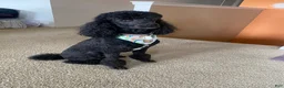 Yorkiepoo dogs for sale: Yorkiepoo 2 - Ad 4