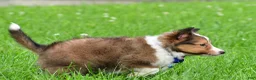 Shetland Sheepdog dogs for sale: Kevin - Ad 17