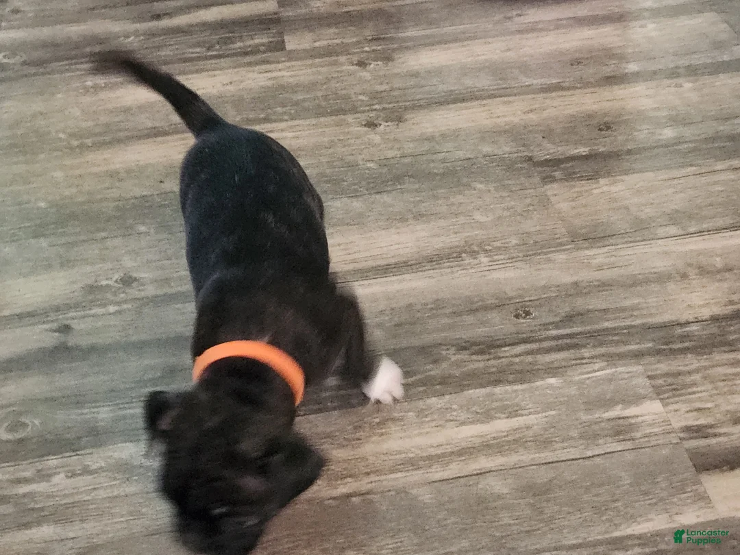 Frenchton dogs for sale: Dewey  - Ad 2