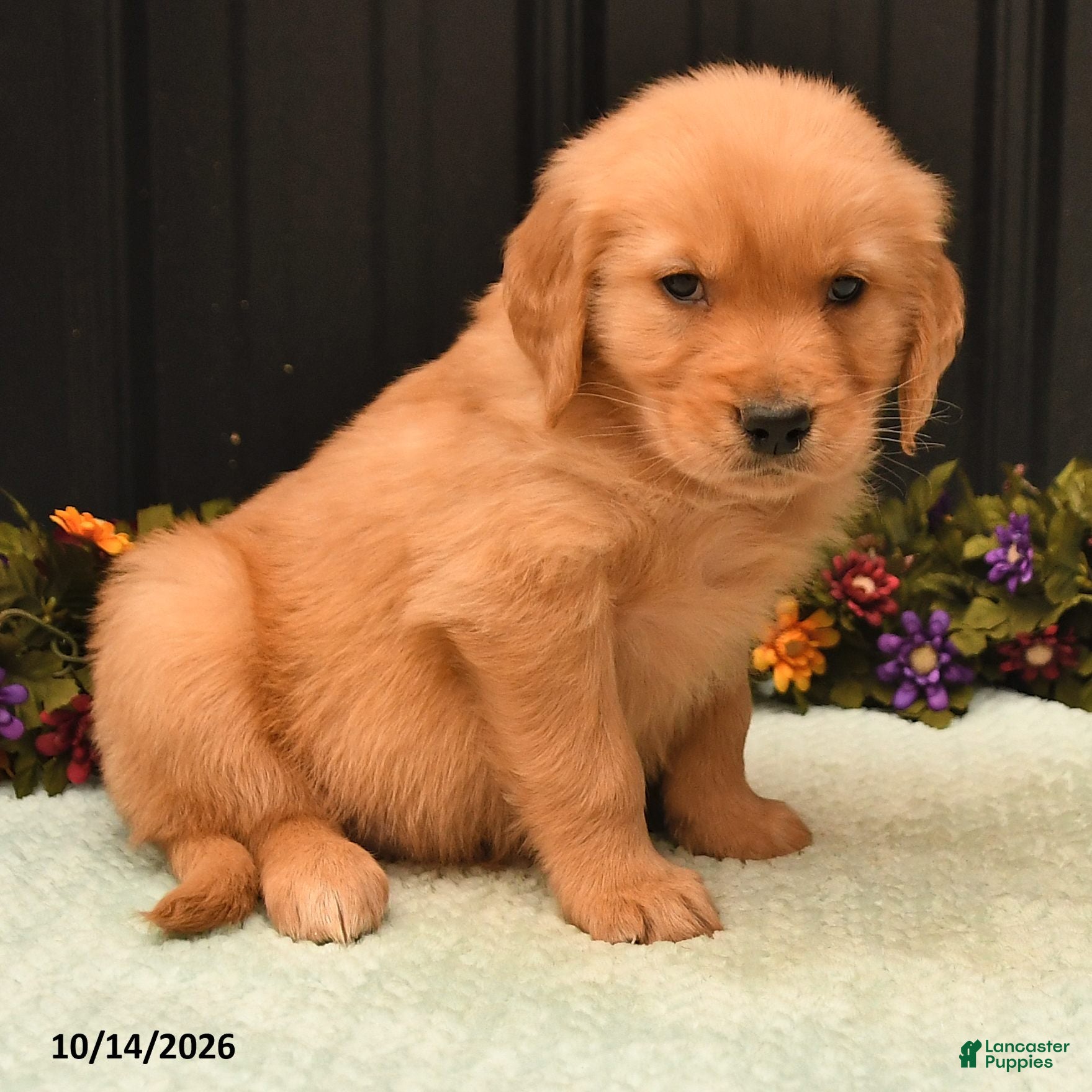 Golden Retriever dogs Bruno - Ad 2