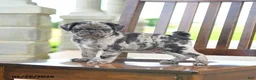 Pug dogs for sale: Frankie - Ad 1