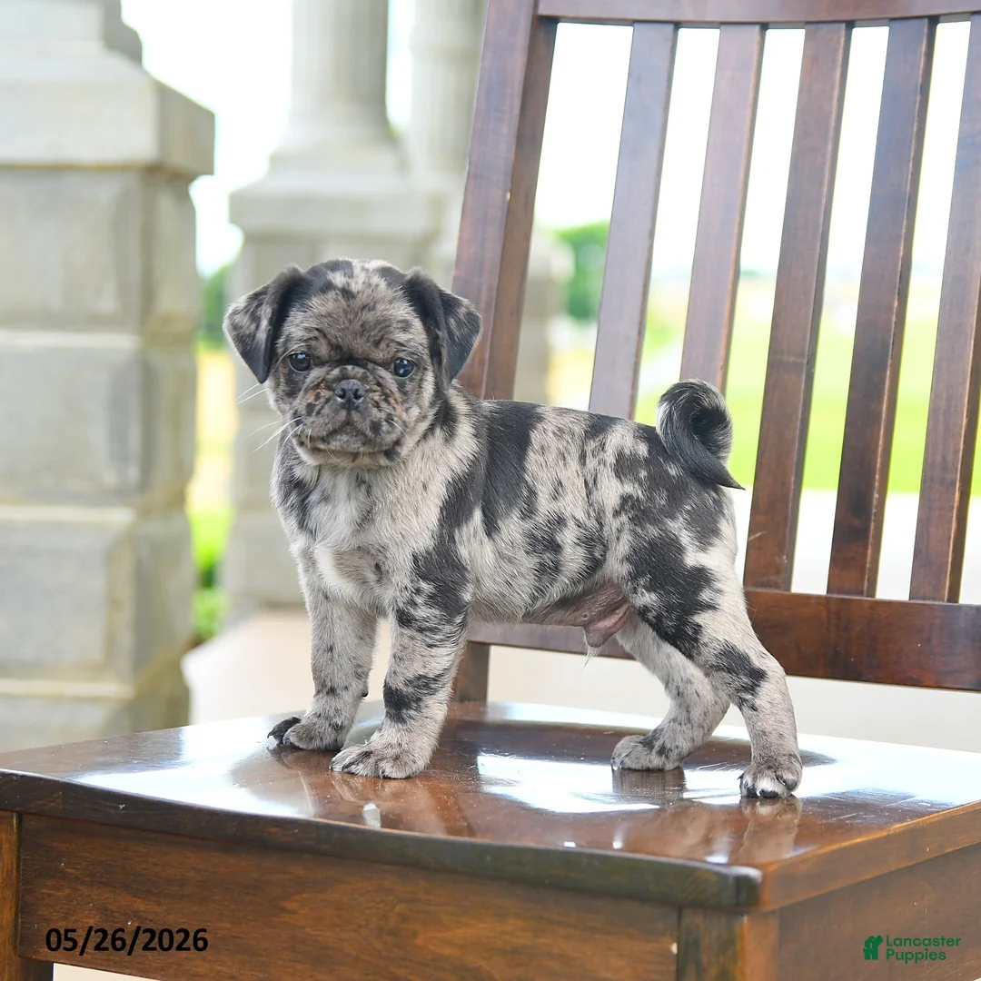 Pug dogs for sale: Frankie - Ad 1