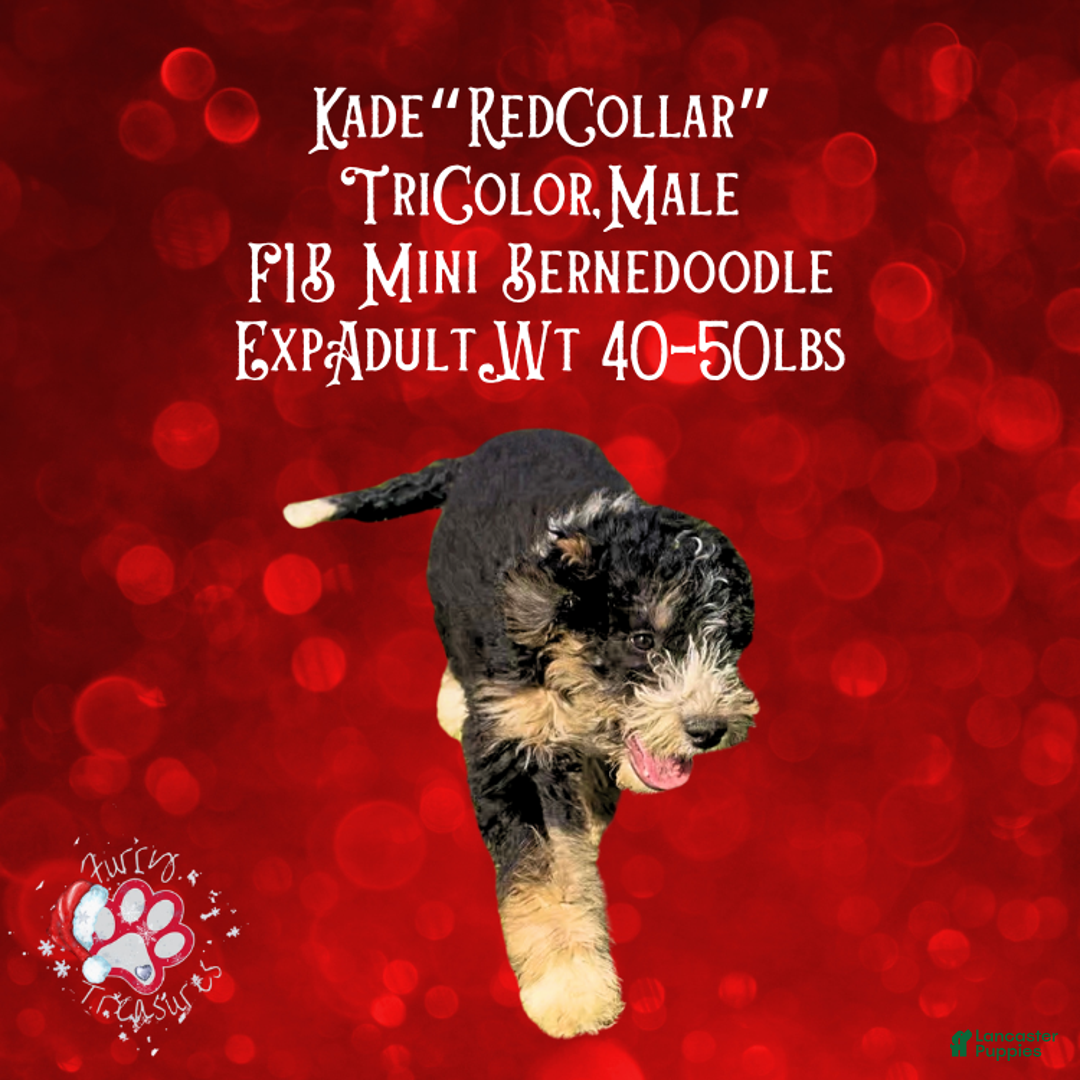 Mini Bernedoodle dogs for sale: Kade “Red Collar” Male - Ad 6