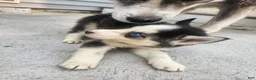 Siberian Husky dogs for sale: Siberian Husky 3 - Ad 3