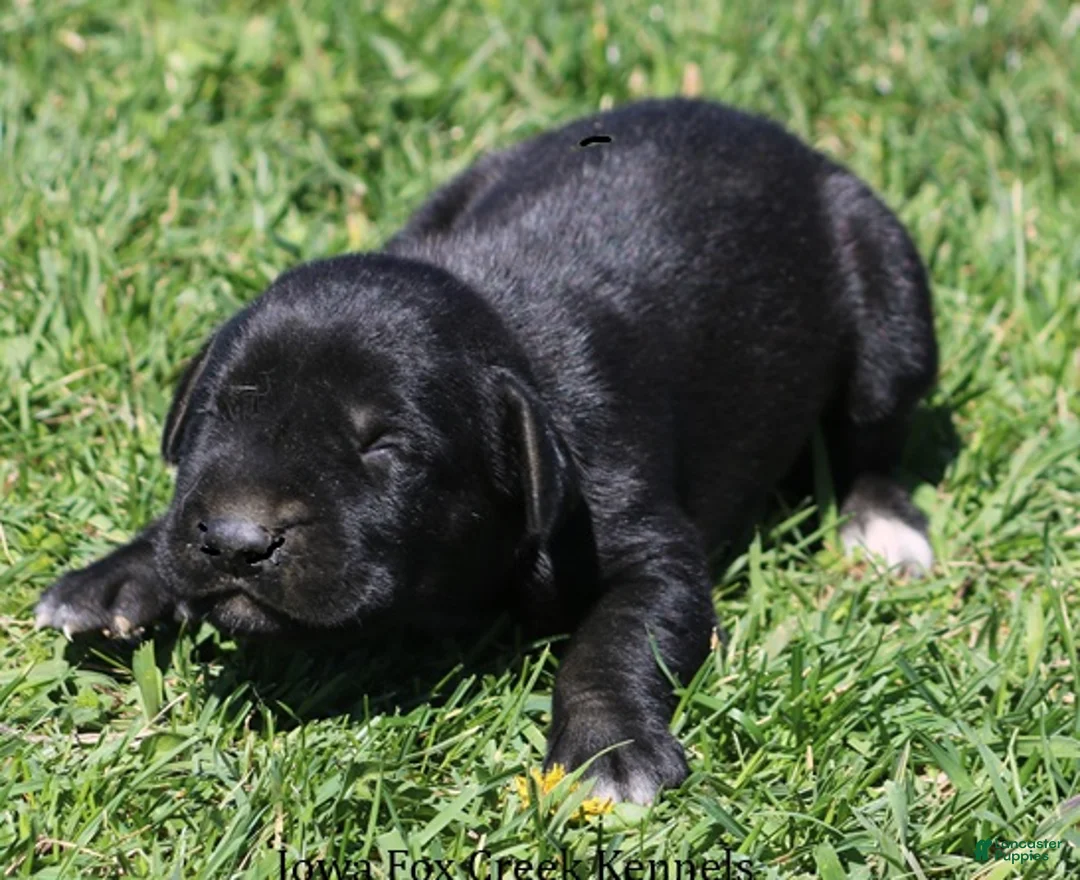 Mixed Breed dogs for sale: Brianna - Ad 2