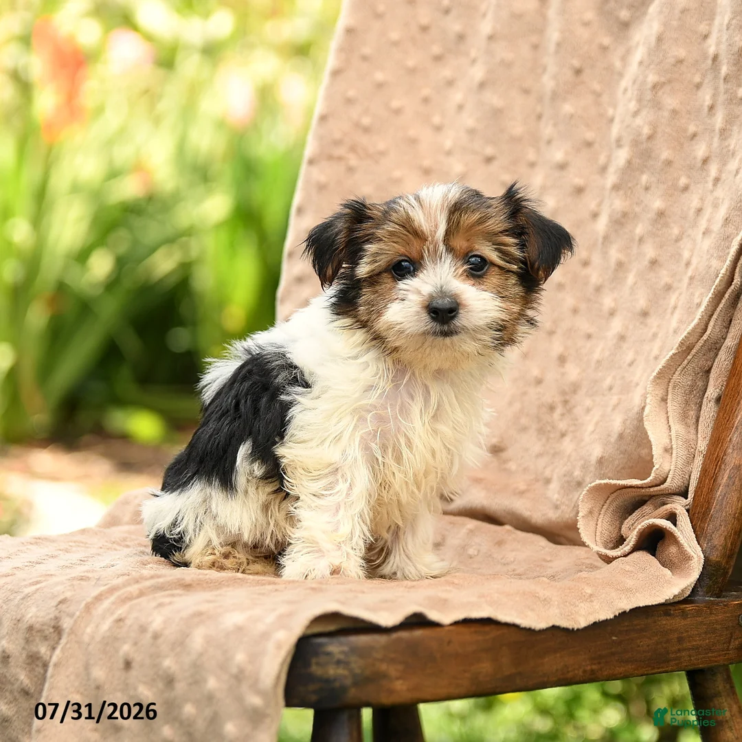 Biewer Terrier dogs for sale: Tatum - Ad 1