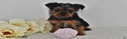 Yorkshire Terrier dogs for sale: Lula - Ad 3