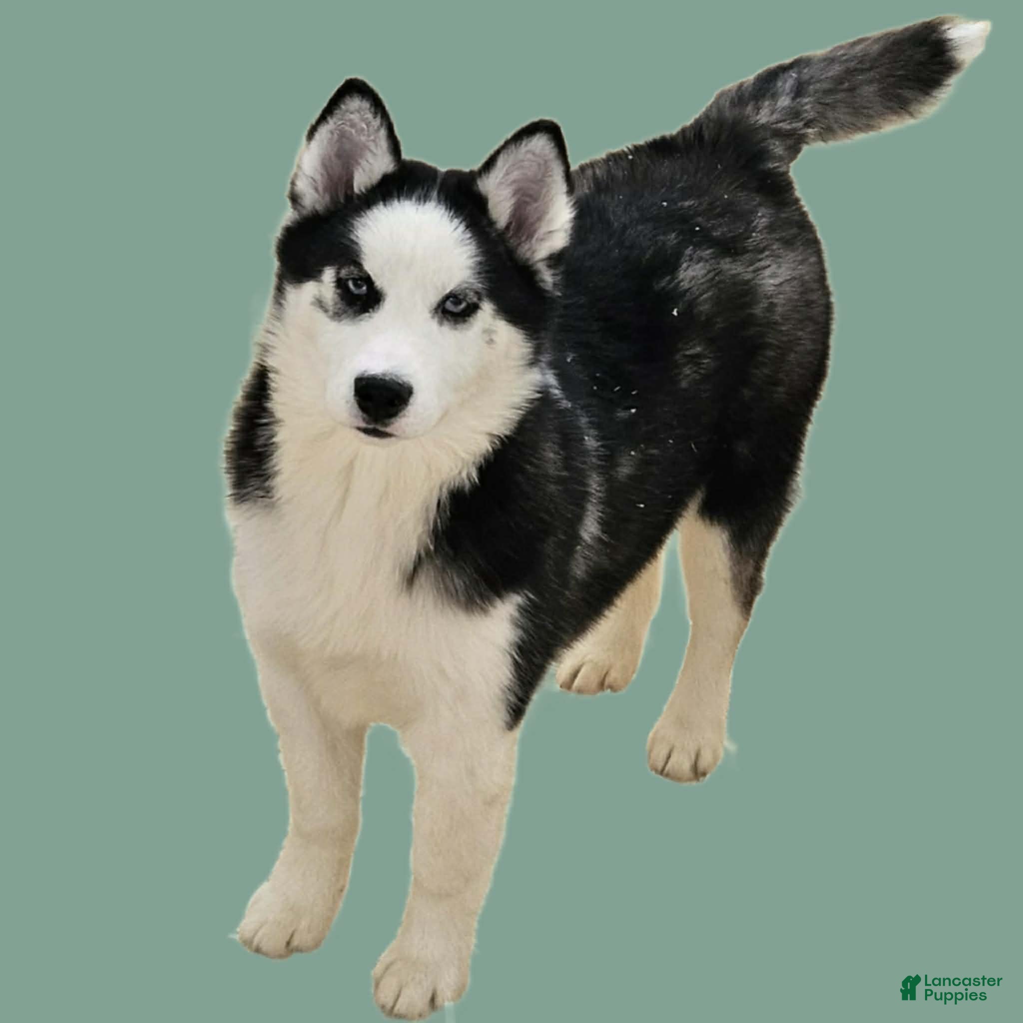 Siberian Husky dogs Beauty - Ad 1