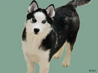 Siberian Husky dogs for sale: Beauty - Ad 4