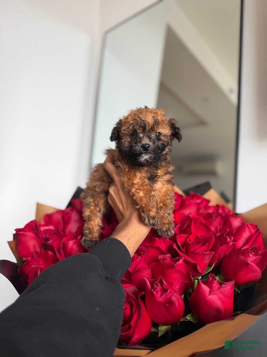 Toy Poodle dogs for sale: Teacup 4-5lbs - Ad 4