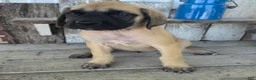 English Mastiff dogs for sale: Betsy - Ad 3
