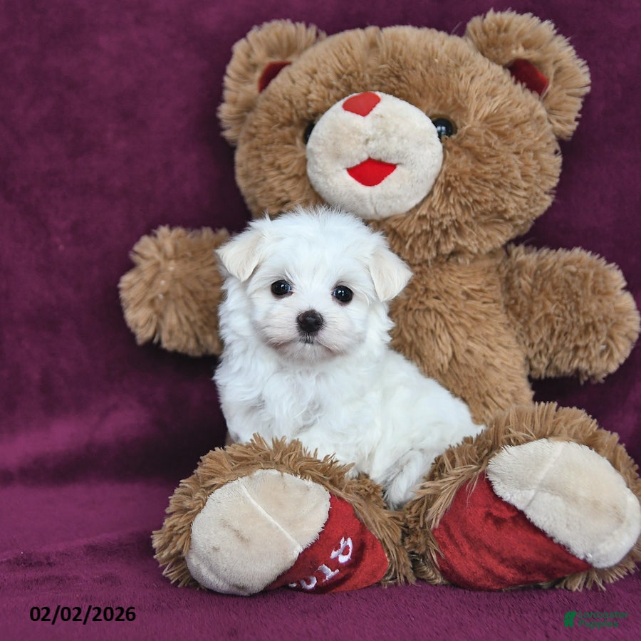 Maltese dogs Beau - Ad 5