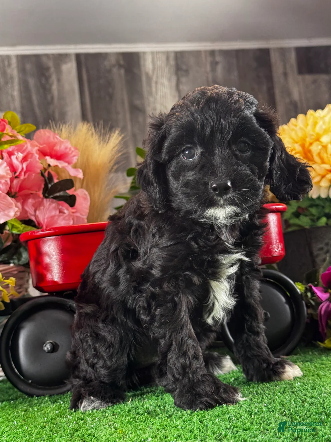 Cavapoo dogs for sale: Nala - Ad 5