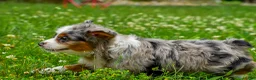 Mini Aussiedoodle dogs for sale: Gavin - Ad 5