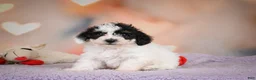 Maltipoo dogs for sale: Benji - Ad 9