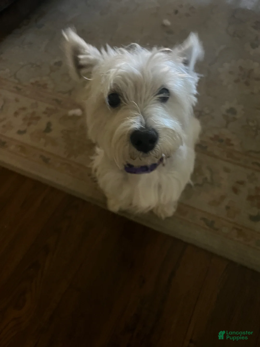 West Highland Terrier dogs for sale: Dora - Ad 2