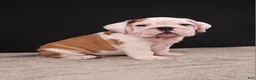 English Bulldog dogs for sale: Charlie  - Ad 10