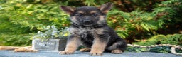German Shepherd dogs for sale: Lydia - Ad 2