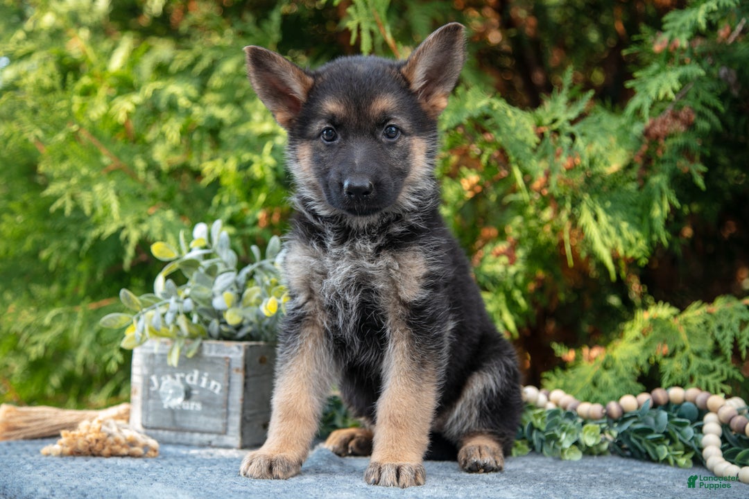German Shepherd dogs for sale: Lydia - Ad 2