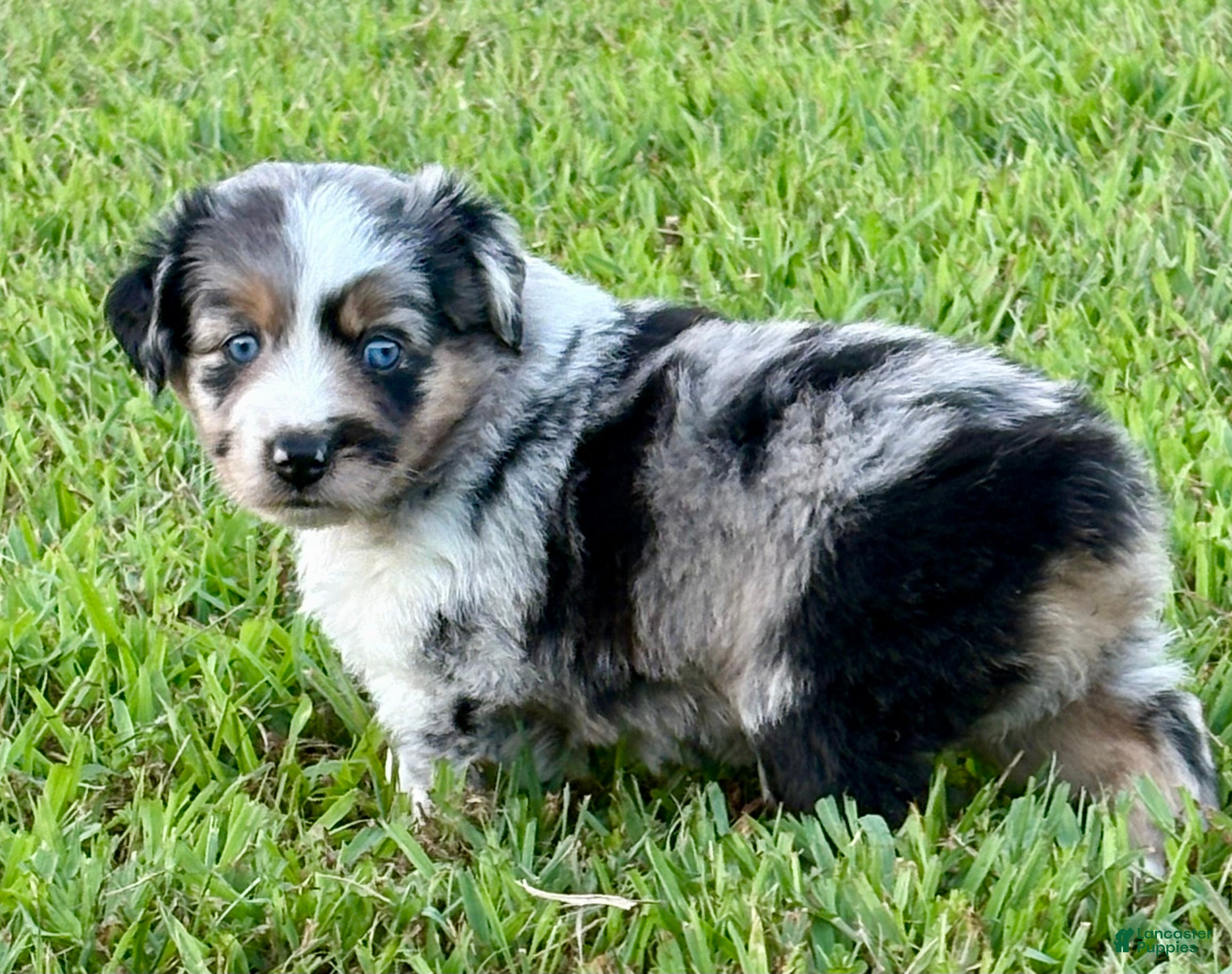 Toy Australian Shepherd dogs for sale: Tinkerbell - Ad 2