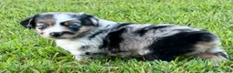 Toy Australian Shepherd dogs for sale: Tinkerbell - Ad 4