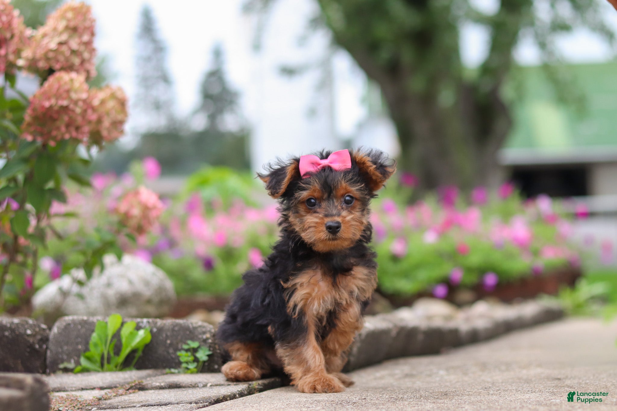 Yorkiepoo dogs Poppy - Ad 2