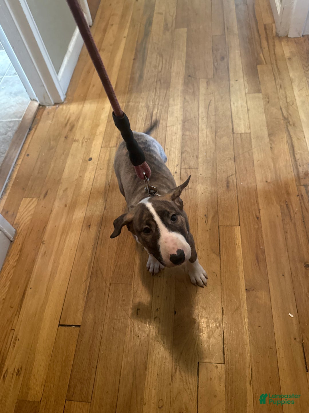 Bull Terrier dogs for sale: Bull Terrier Puppy 1 - Ad 4