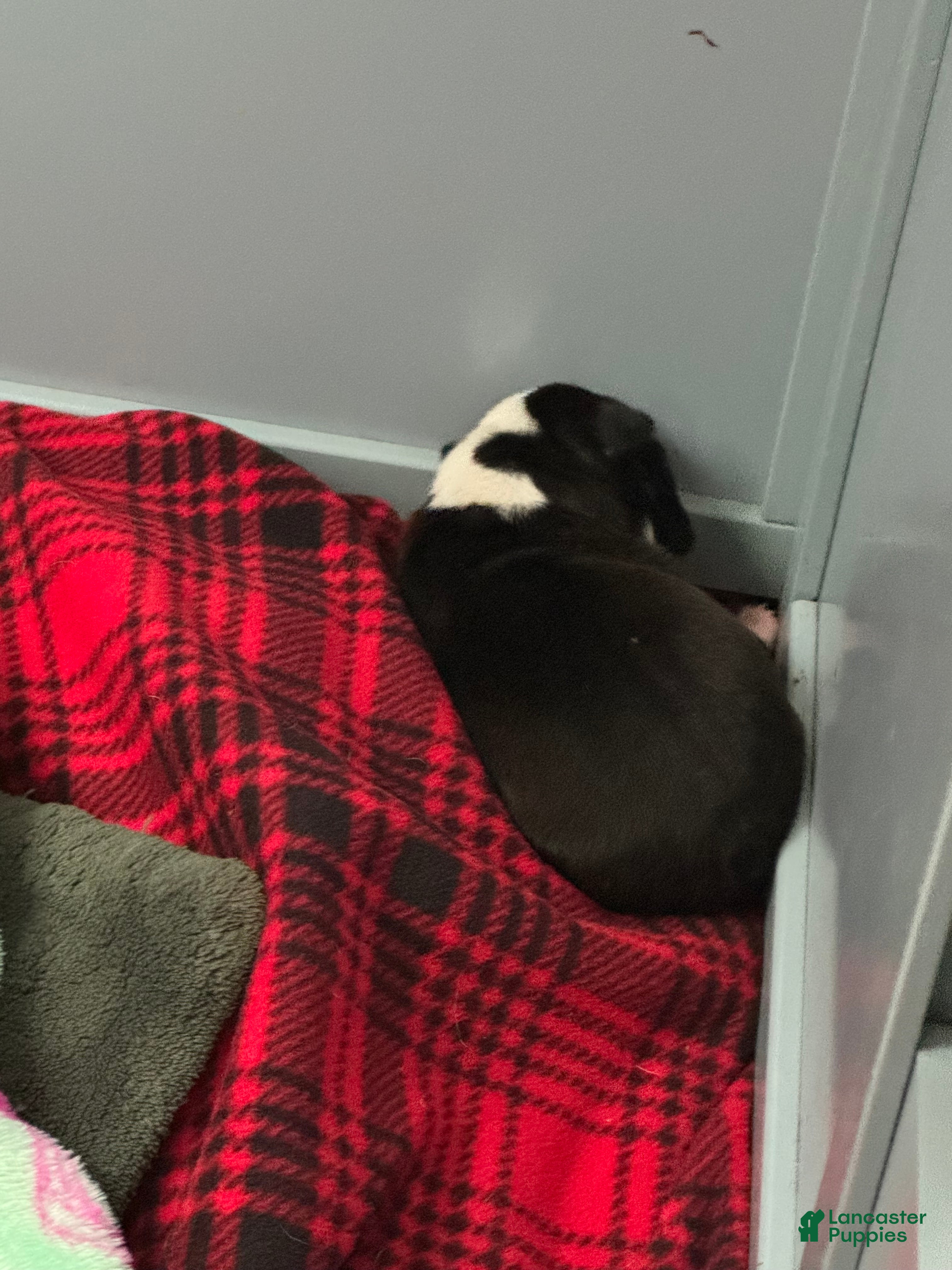 Boston Terrier dogs Black and white Boston Terrier  - Ad 38