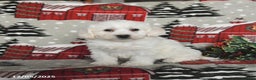 Maltipoo dogs for sale: Blaze - Ad 1