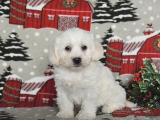 Maltipoo dogs Blaze - Ad 27