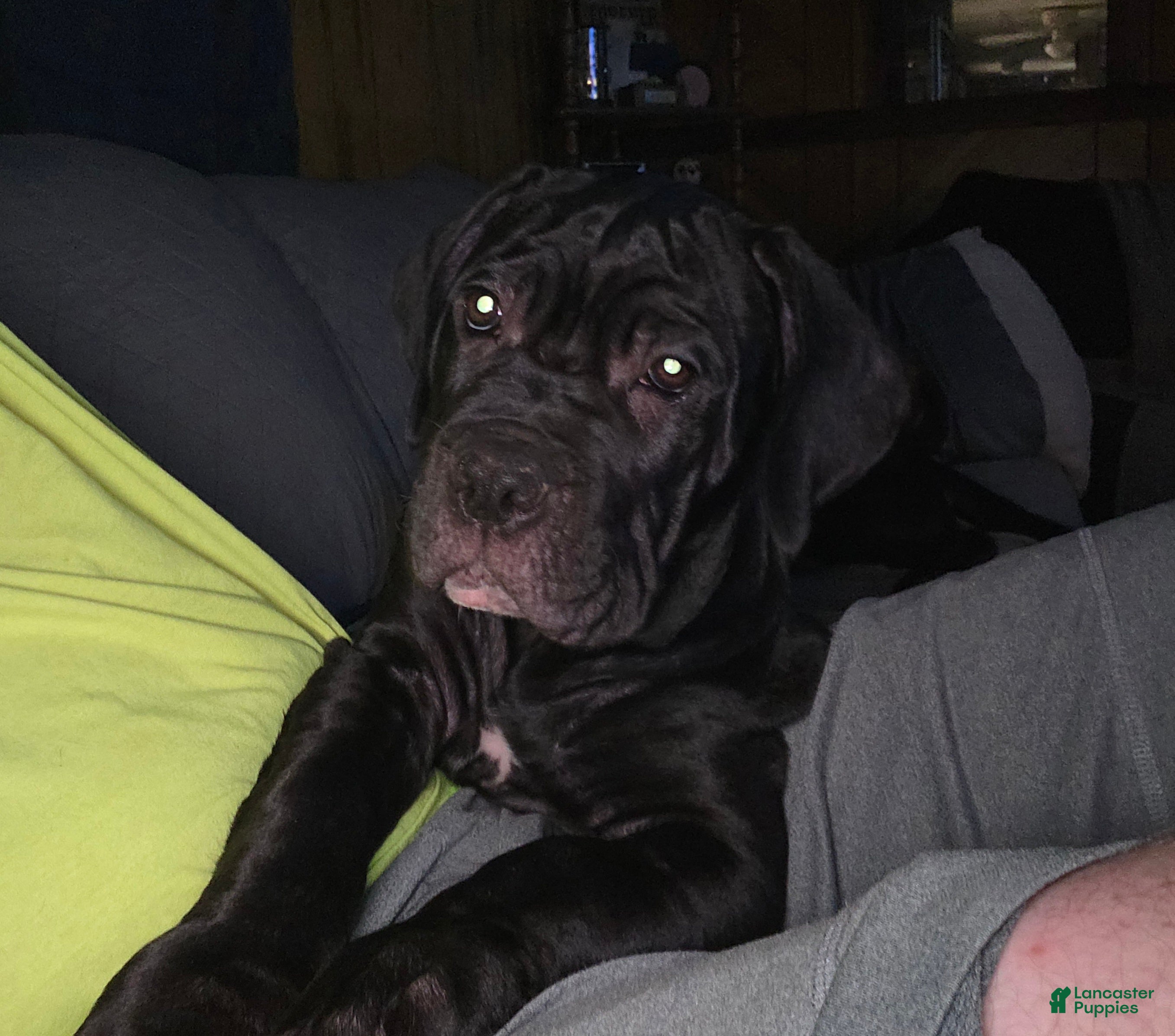 Cane Corso dogs Cane Corso 4 - Ad 20
