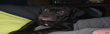 Cane Corso 4