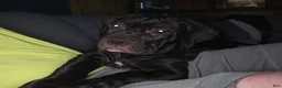 Cane Corso dogs for sale: Cane Corso 4 - Ad 1