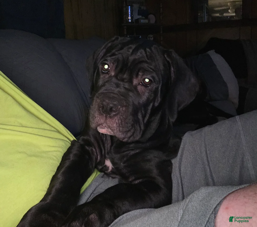 Cane Corso dogs for sale: Cane Corso 4 - Ad 1