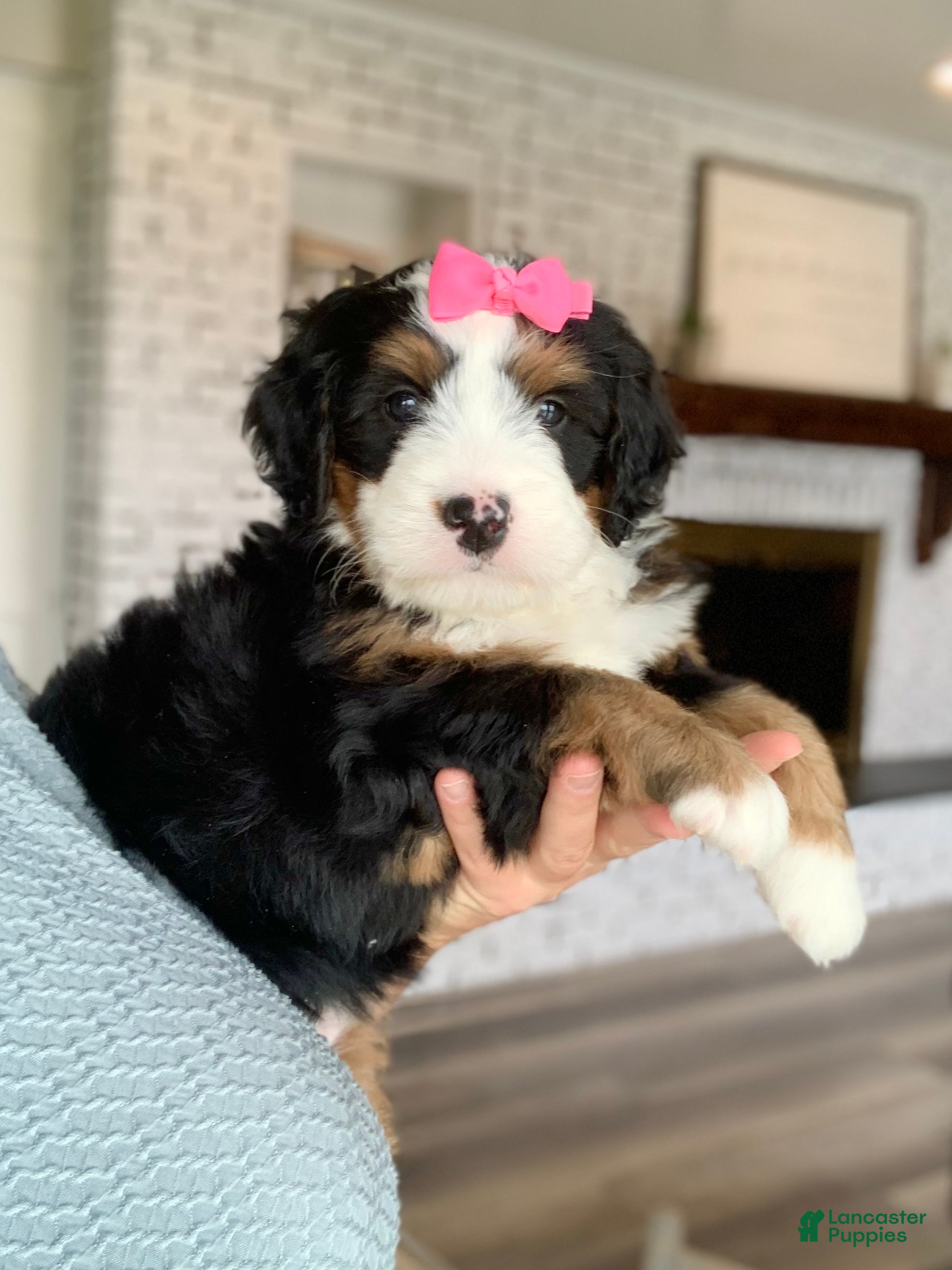 Bernedoodle dogs Cove - Ad 2