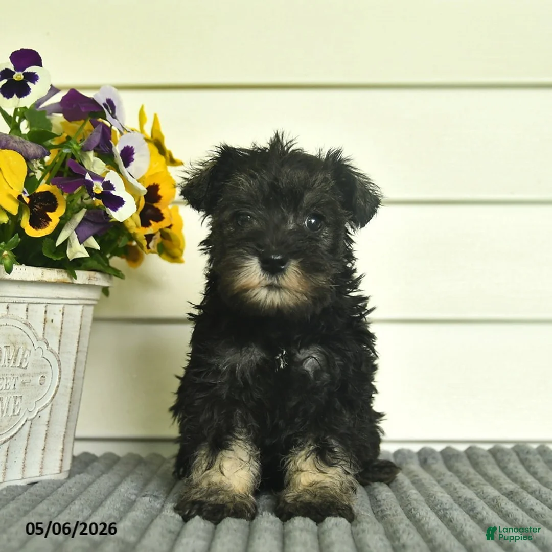 Miniature Schnauzer dogs for sale: Jojo  - Ad 1