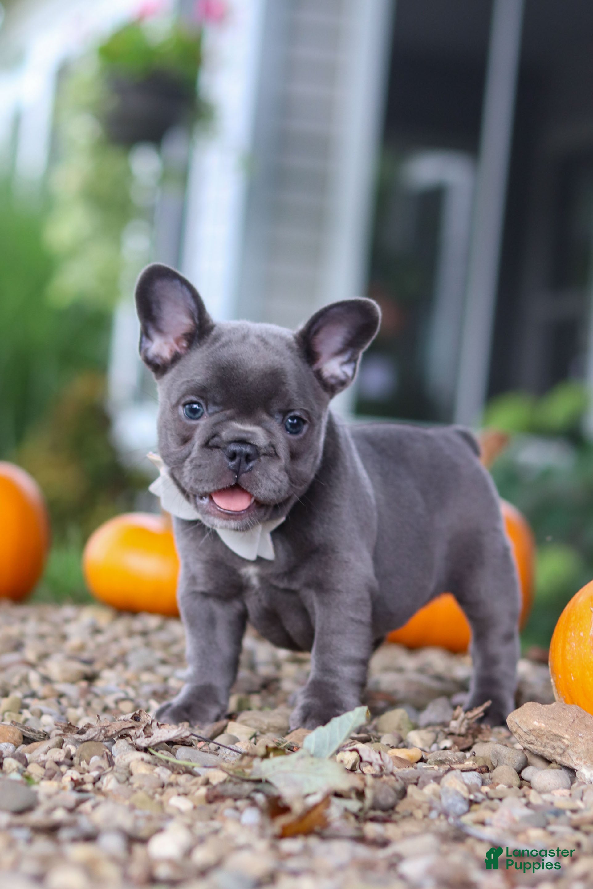 French Bulldog dogs Haven - Ad 1