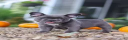 French Bulldog dogs for sale: Haven - Ad 1