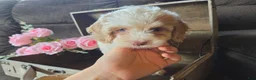 Cockapoo dogs for sale: Char - Ad 5