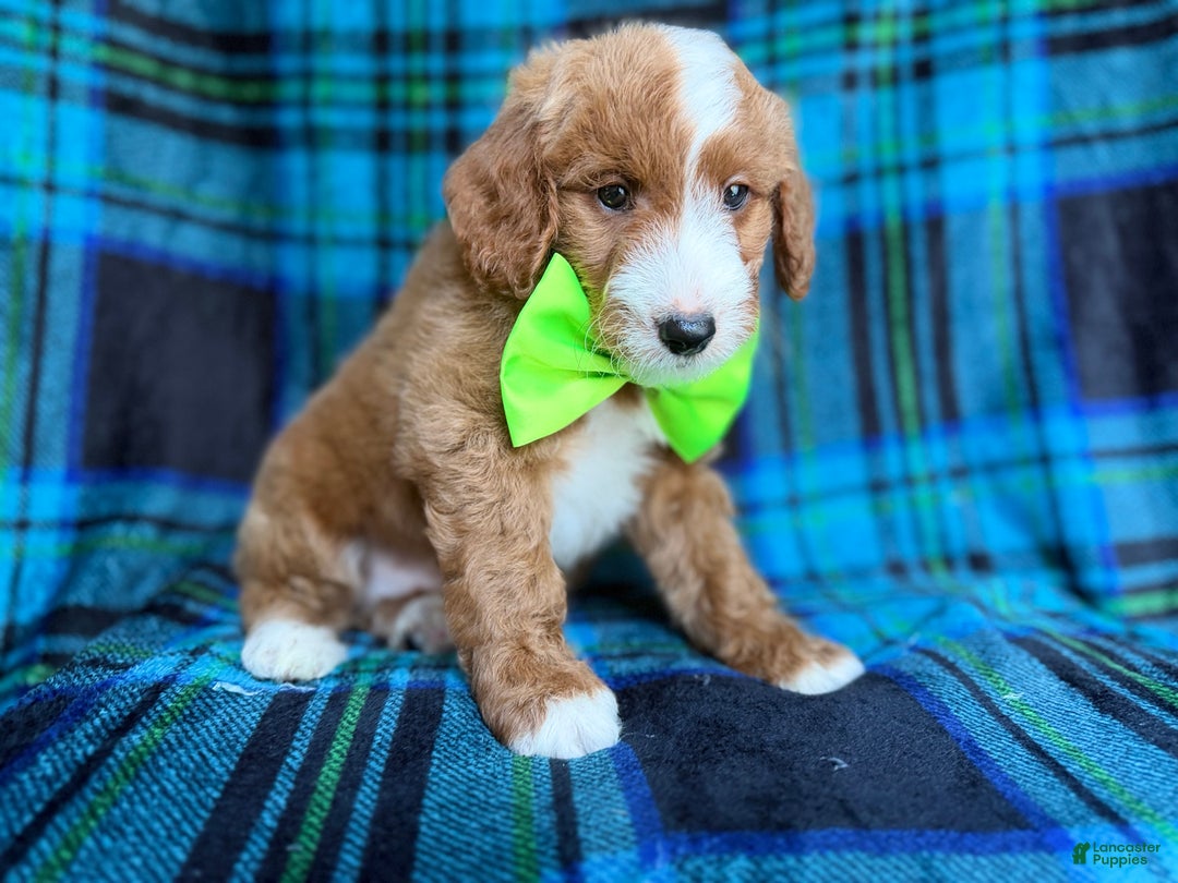 Cavapoo dogs for sale: Flame - Ad 5