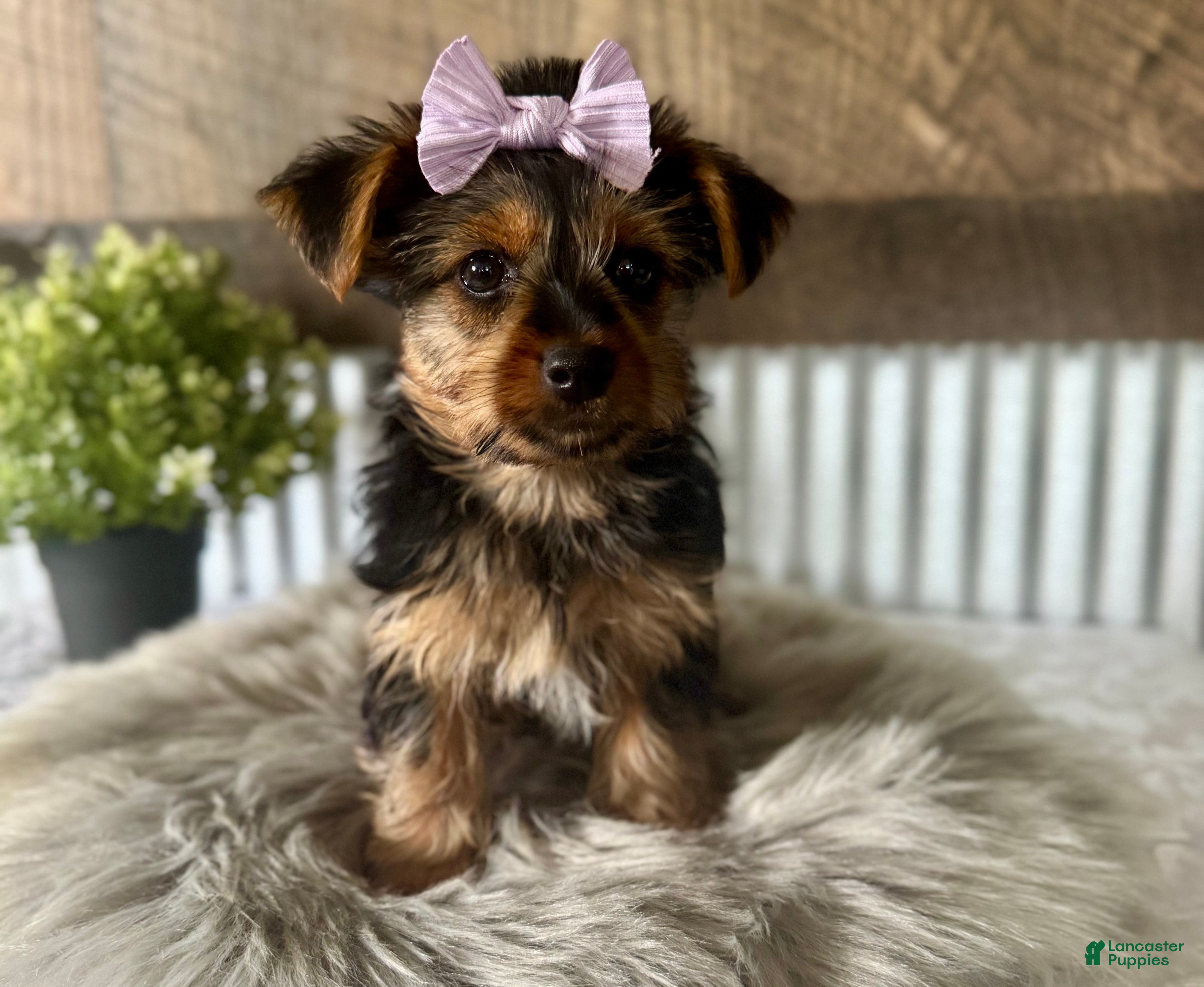 Yorkshire Terrier dogs Gabby - Ad 1